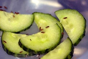 Hol szúnyog gyümölcs-védelmi intézkedések és a harcot a szúnyogok megjelenése (szúnyogok vett gyümölcs) Hol szúnyog gyümölcs-védelmi intézkedések és a harcot a szúnyogok megjelenése