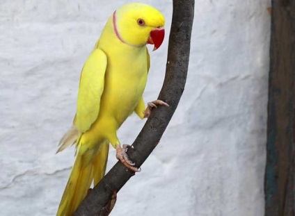Ozherelovy papagáj beszéd, ének jellegű (fotó és videó)