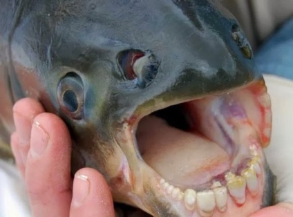 Paku - hal emberi fogak (5 kép)