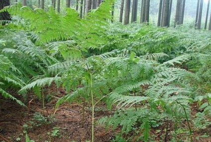 Fern - hasznos tulajdonságok és ellenjavallatok, az alkalmazás a páfrány a népi gyógyászatban