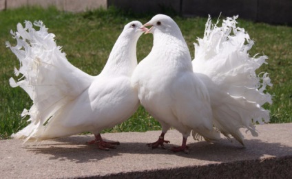 Peacock Dove fajta leírását és jellemzőit tenyésztés