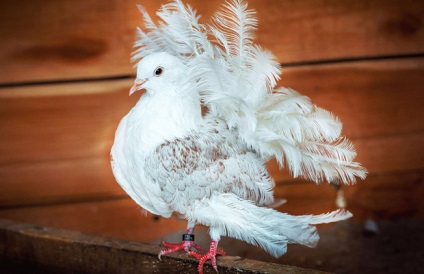 Peacock Dove fajta leírását és jellemzőit tenyésztés