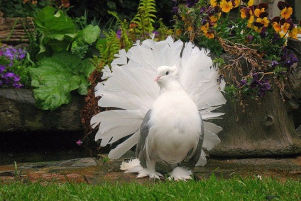 Peacock Dove fajta leírását és jellemzőit tenyésztés