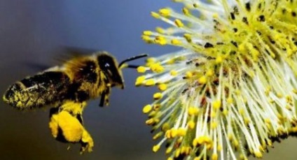 Bee pollen prosztatagyulladás - a természet ereje önmagában
