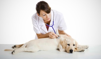 Bordatöréssel egy kutya diagnosztika és az elsősegély, otthon állatok