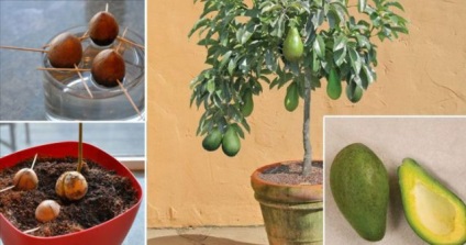 Nem érdemes avokádó (avokádó) Nem érdemes avokádó