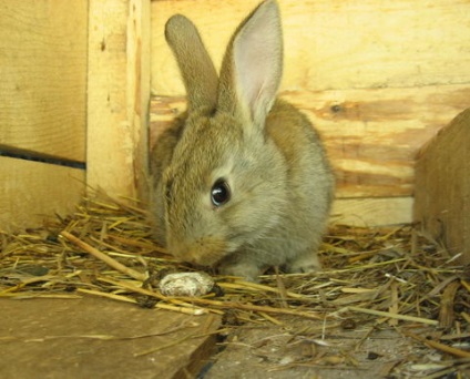 Чому кролики їдять свій послід