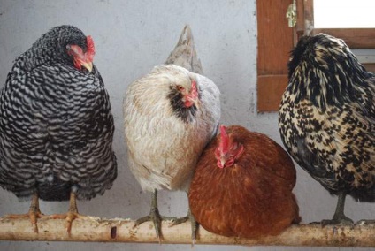 Miért csirkék tojik nélkül a héj okok és megoldások, fotó és videó