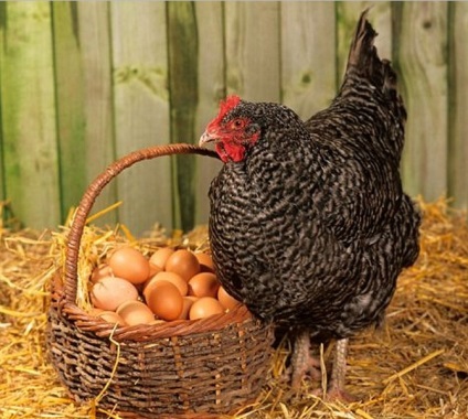 Miért csirkék tojik nélkül a héj okok és megoldások, fotó és videó
