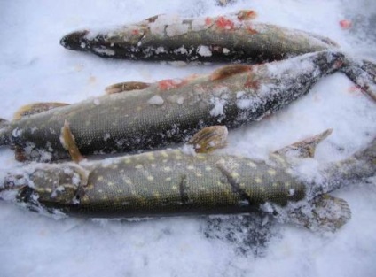 Miért csuka nem harap, vagy egy halász a hibák elkerülésére, ha a halászat csuka télen - házi halászati