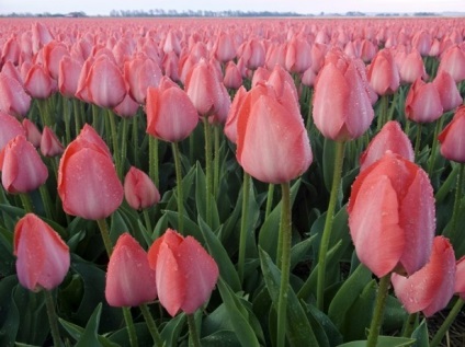 Miért tulipán virágzó minden tavasszal színe megváltozik