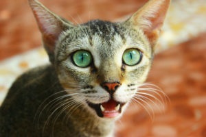 Miért a macska szag a száj és hogyan kell azonosítani a problémát a funkciók szag