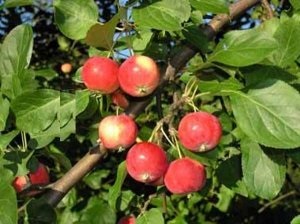 Kiválasztjuk a legtöbb télálló fajták almafák ültetési Szibériában