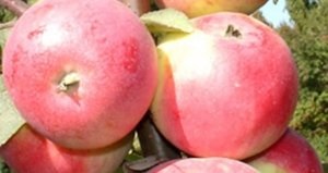 Kiválasztjuk a legtöbb télálló fajták almafák ültetési Szibériában