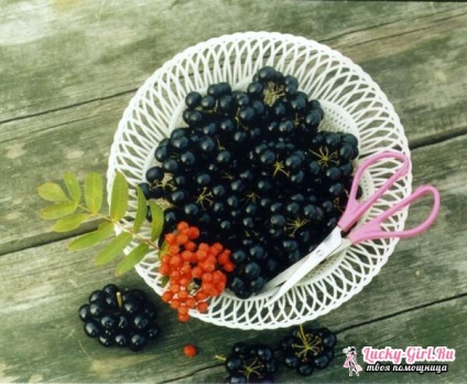Hasznos tulajdonságok és növekvő Sunberry