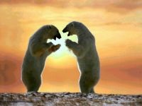 Jegesmedve A jegesmedve (Ursus maritimus), a társadalmi struktúra jegesmedvék