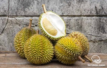 Előnyök és Durian káros az emberi egészségre (Durian) Előnyök és Durian káros az emberi egészségre