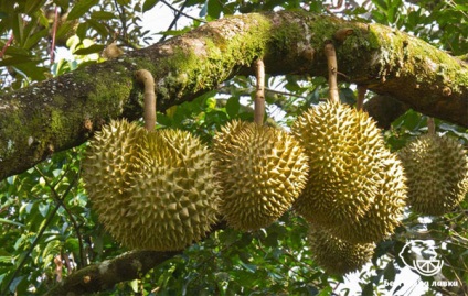 Előnyök és Durian káros az emberi egészségre (kár) Előnyök és Durian káros az emberi egészségre