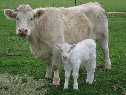 A fajta charolais tehenek jellemzőit és tulajdonságait a tartalom