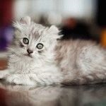 Fajtájú macskák a fodros fülek fotók és a tények, site „bögre”