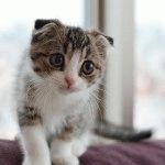 Fajtájú macskák a fodros fülek fotók és a tények, site „bögre”