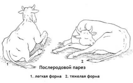 Paresis szülés utáni tehenek (szülési) kezelésére, az okok, megelőzés (kezelés) Paresis szülés utáni tehenek (szülési) kezelésére, az okok, megelőzés