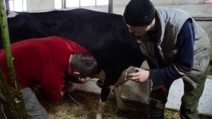 Paresis szülés utáni tehenek (szülési) kezelésére, az okok, megelőzés (tehén) Paresis szülés utáni tehenek (szülési) kezelésére, az okok, megelőzés