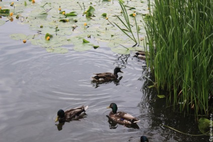 Természetes Történelmi Park - Kuzminki erdei tó, a város központjában, az utazók klub Lucas túra