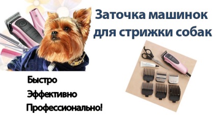 Szakmai késélező hajnyíró, pengék ollóval kutyák Moszkvában