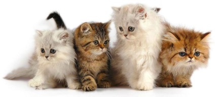 Mentális fejlesztése és létrehozása a szociális viselkedés készségek kiscicák - rejtélyes macska