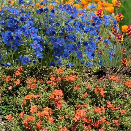 Plant Anagallis vagy falakon belüli fény és fotó változatok és fajták termesztése és karbantartás