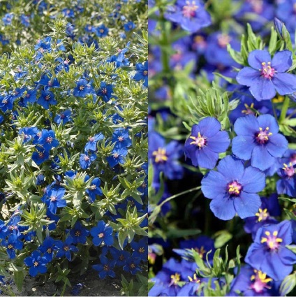 Plant Anagallis vagy falakon belüli fény és fotó változatok és fajták termesztése és karbantartás