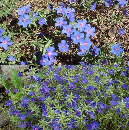 Plant Anagallis vagy falakon belüli fény és fotó változatok és fajták termesztése és karbantartás