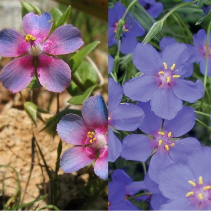 Plant Anagallis vagy falakon belüli fény és fotó változatok és fajták termesztése és karbantartás