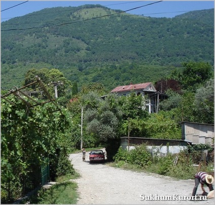A növényvilág Abházia