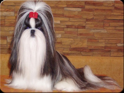 Különböző lehetőségek frizurával kutyák Shih Tzu fajtát fotók