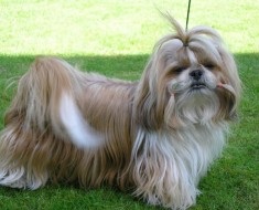 Különböző lehetőségek frizurával kutyák Shih Tzu fajtát fotók