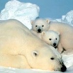 Sokszorosítása Polar Bears
