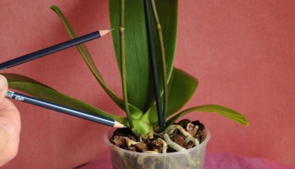 Szaporítása Phalaenopsis orchidea otthon, fotók