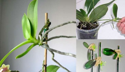 Szaporítása Phalaenopsis orchidea otthon, fotók