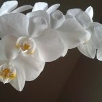 Orchid szaporítás dugványozással otthon gondozó növények