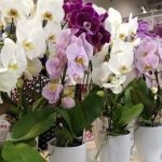 Orchid szaporítás dugványozással otthon gondozó növények