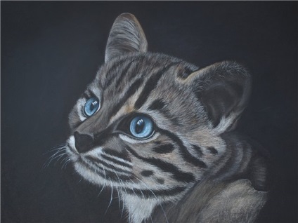 Rajzolj egy vad cica, pasztell - ceruzarajz órákat, olajfestmény, akvarell tanulságok