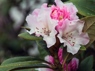 Rhododendron szaporítás dugványozással, vetőmag, ha lehet persazhivat