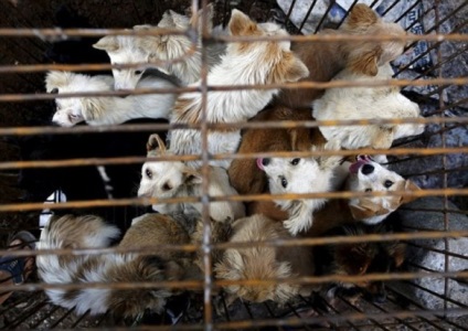 Ru szörnyű kutya húst fesztivál Yulin