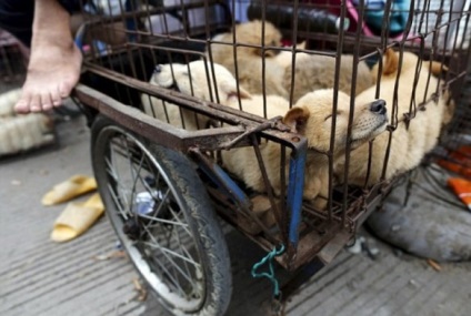 Ru szörnyű kutya húst fesztivál Yulin