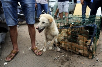 Ru szörnyű kutya húst fesztivál Yulin