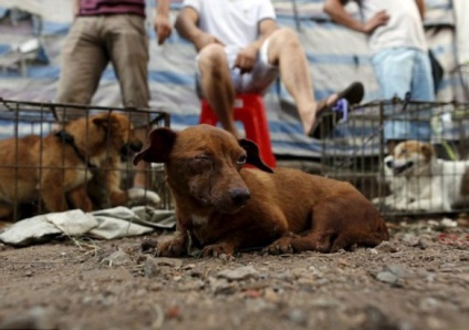 Ru szörnyű kutya húst fesztivál Yulin