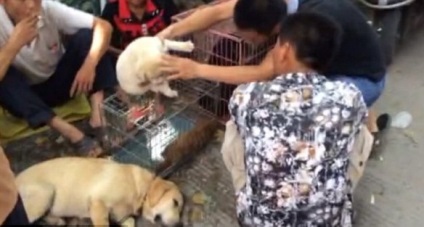 Ru szörnyű kutya húst fesztivál Yulin