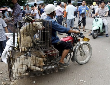 Ru szörnyű kutya húst fesztivál Yulin